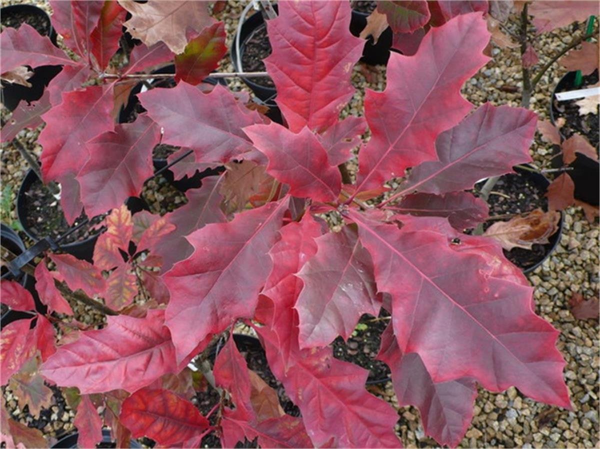 Quercus rubra Kırmızı meşe fidanı