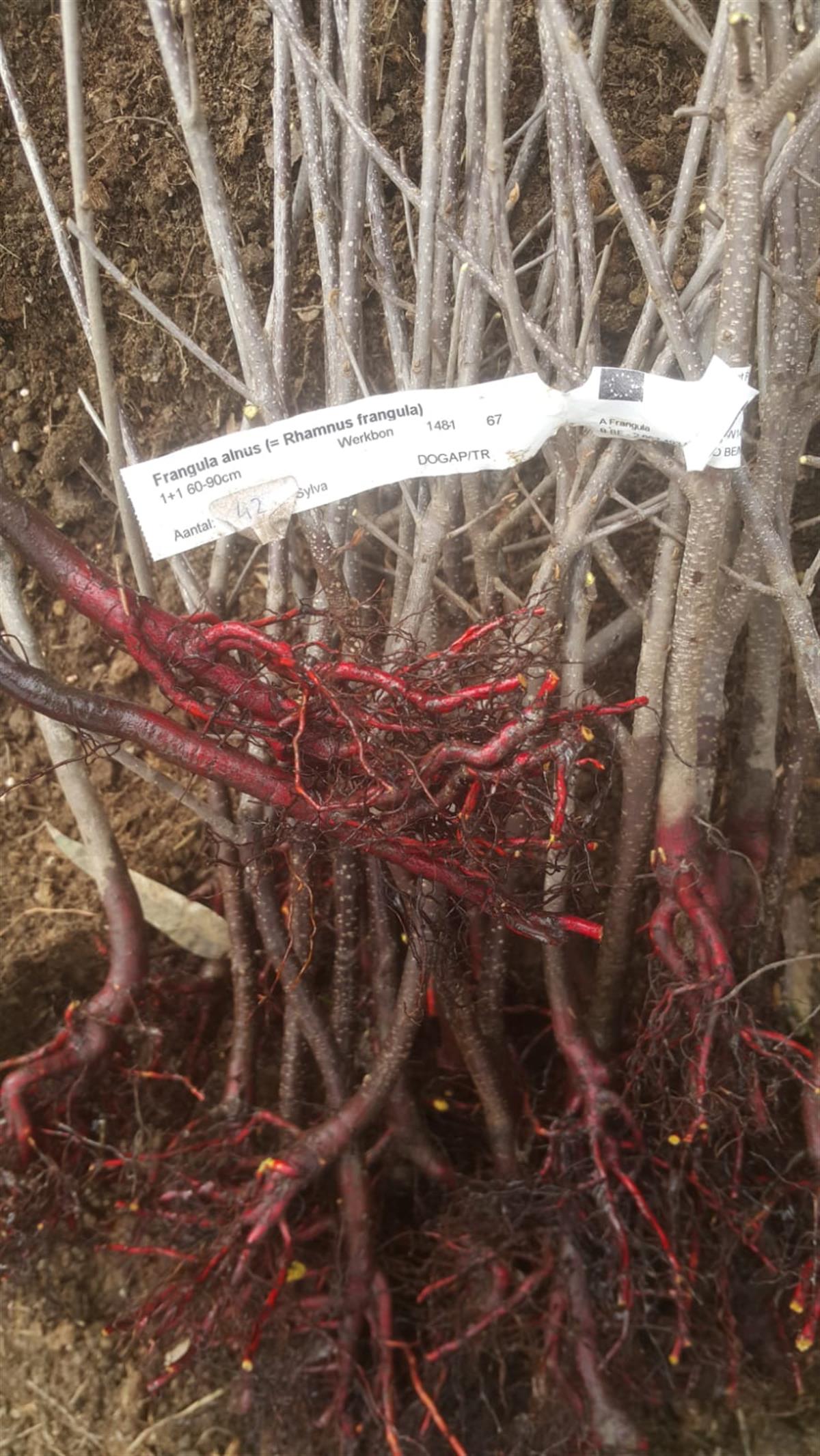 Rhamnus frangula Barut ağacı Acı Cehri fidanı