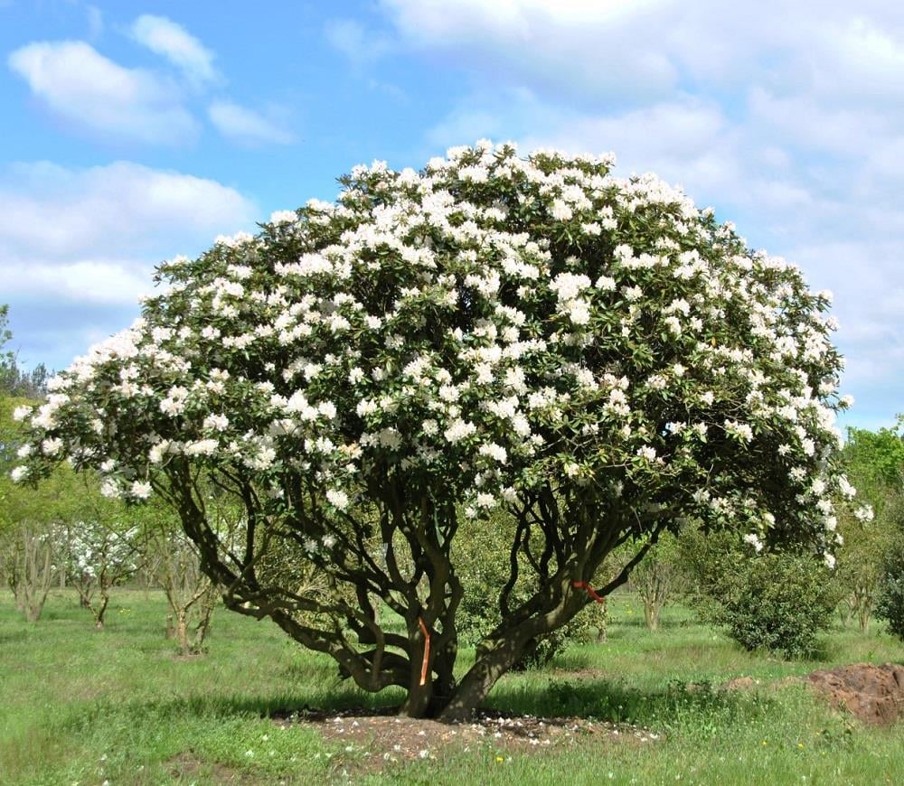 Rhododendron Cunninghams White Orman Gülü Fidanı