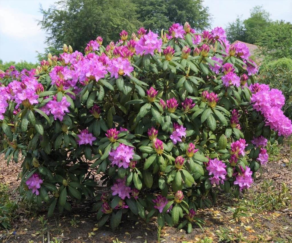 Rhododendron Roseum Elegans Orman Gülü Fidanı