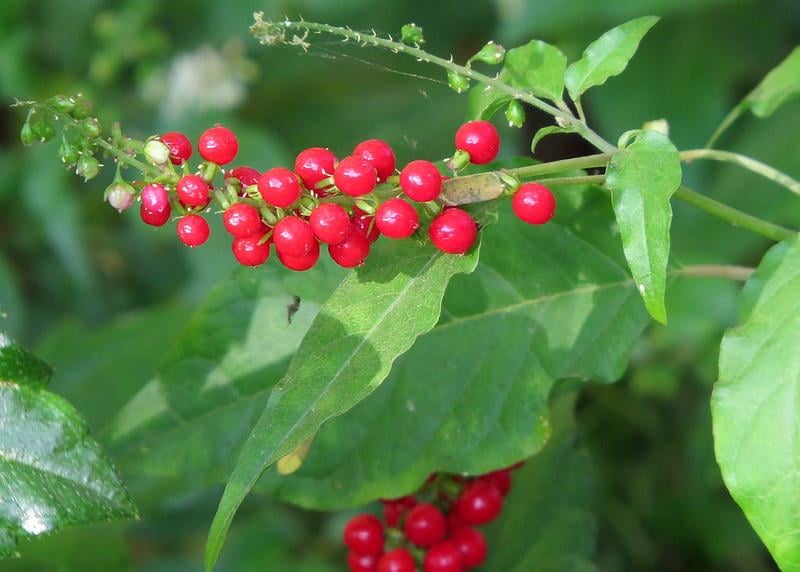 Rivina humilis Bloodberry
