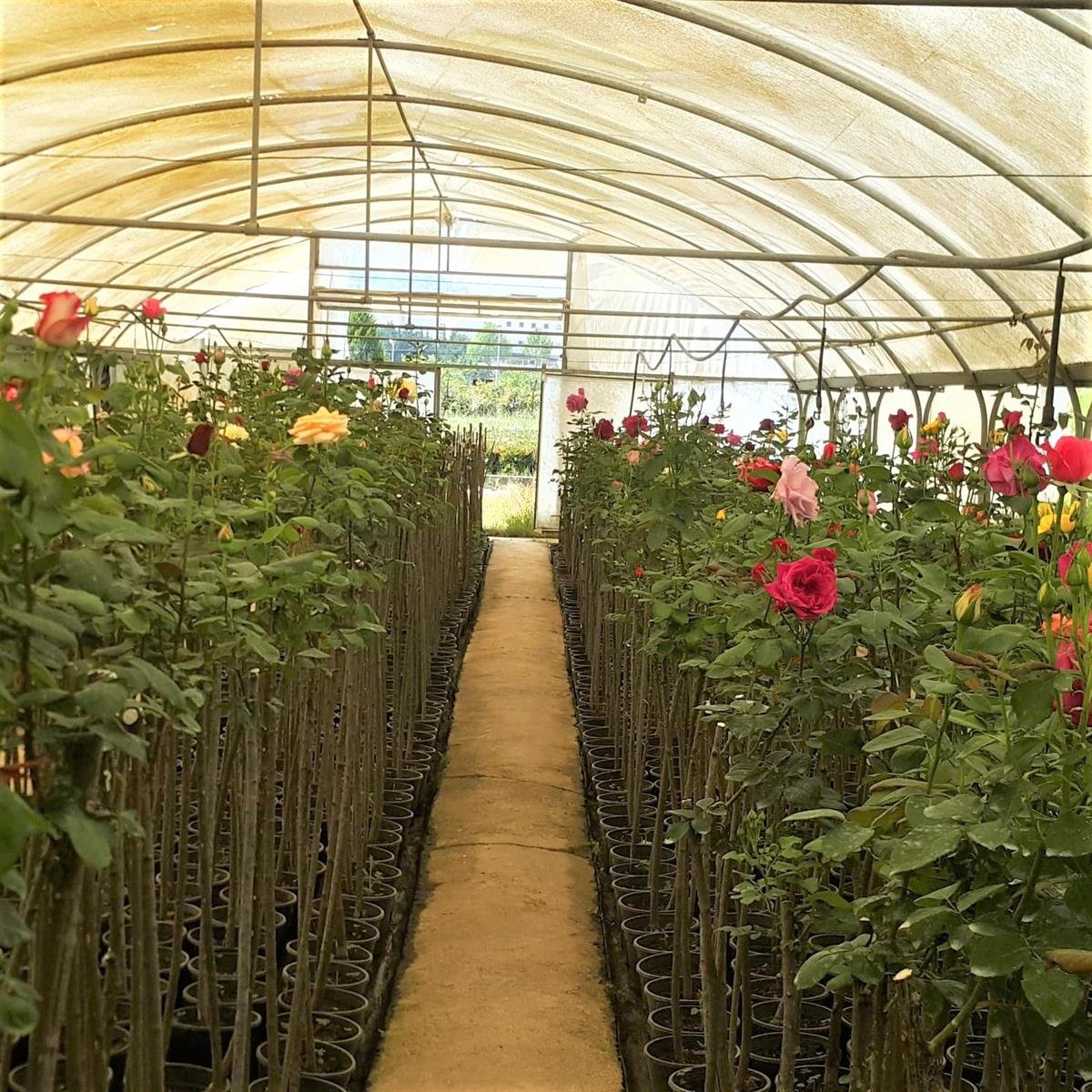 Rosa alberetto Mix Baston Gül fidanı