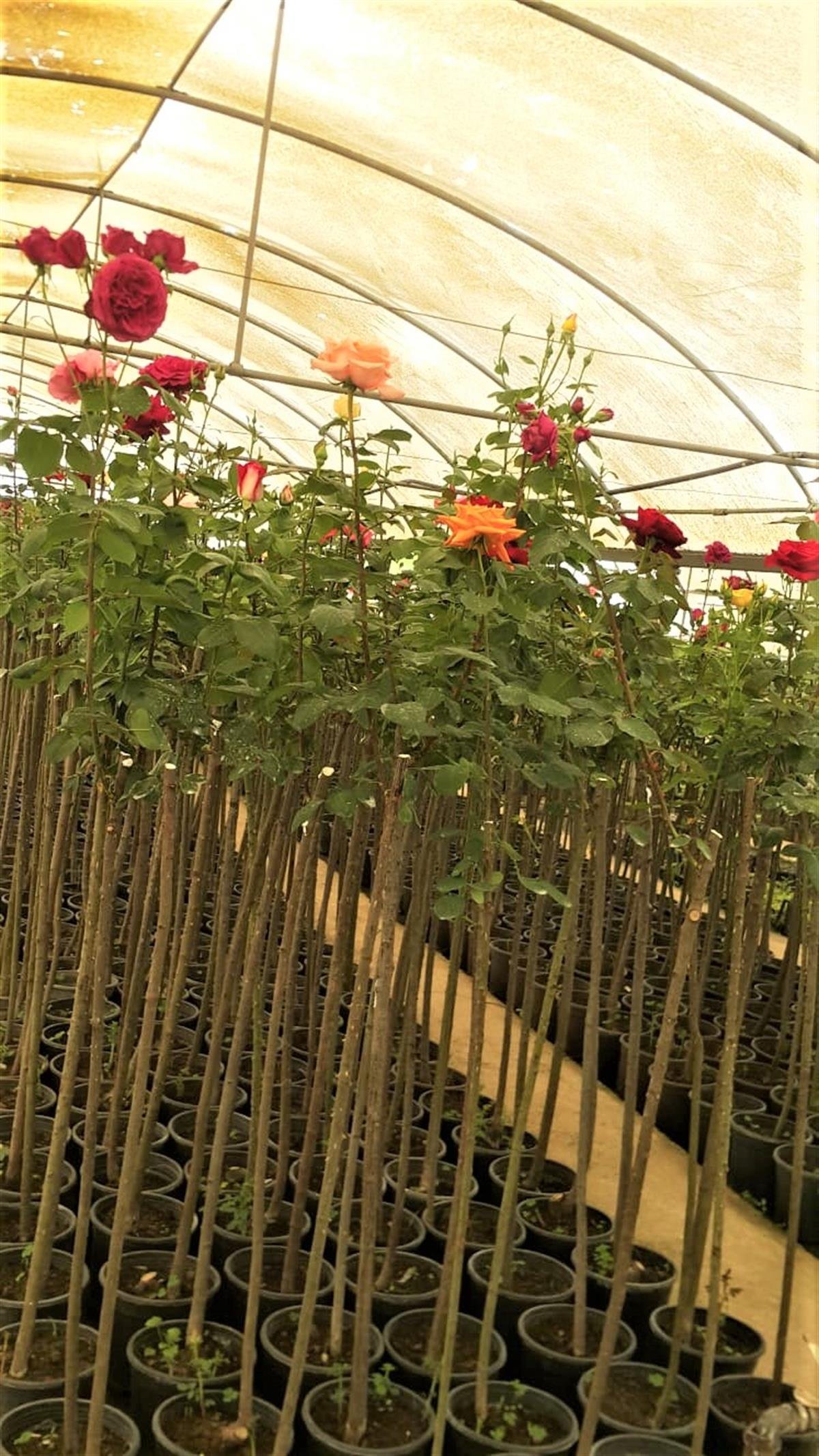 Rosa alberetto Mix Baston Gül fidanı