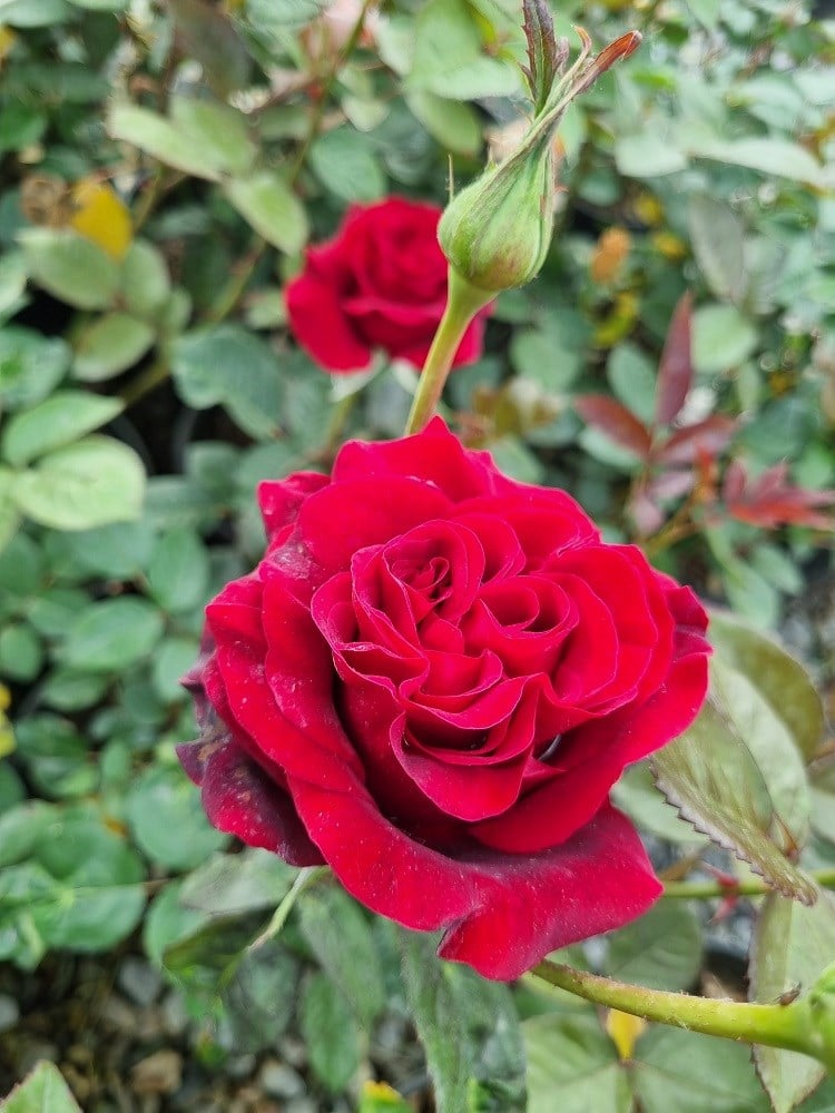 Rosa Baccara Kırmızı Gül fidanı