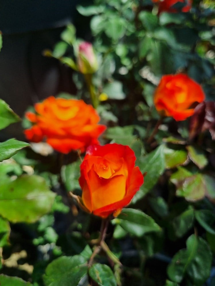 Rosa Charisma Sarı Kırmızı Gül fidanı