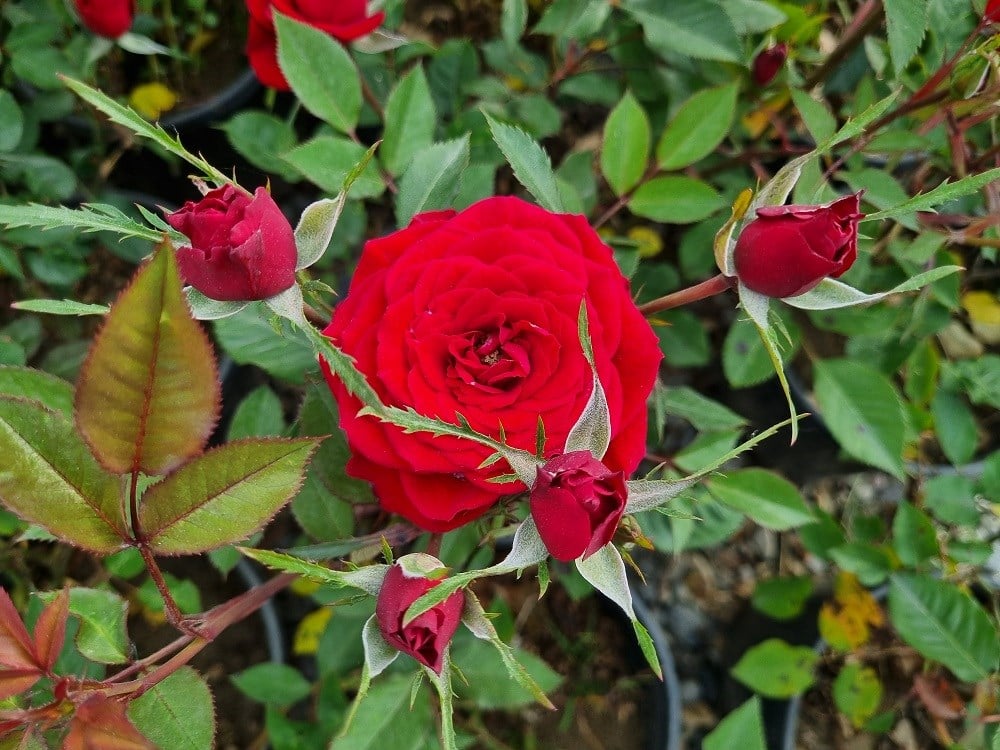 Rosa Crimson Kırmızı Gül fidanı
