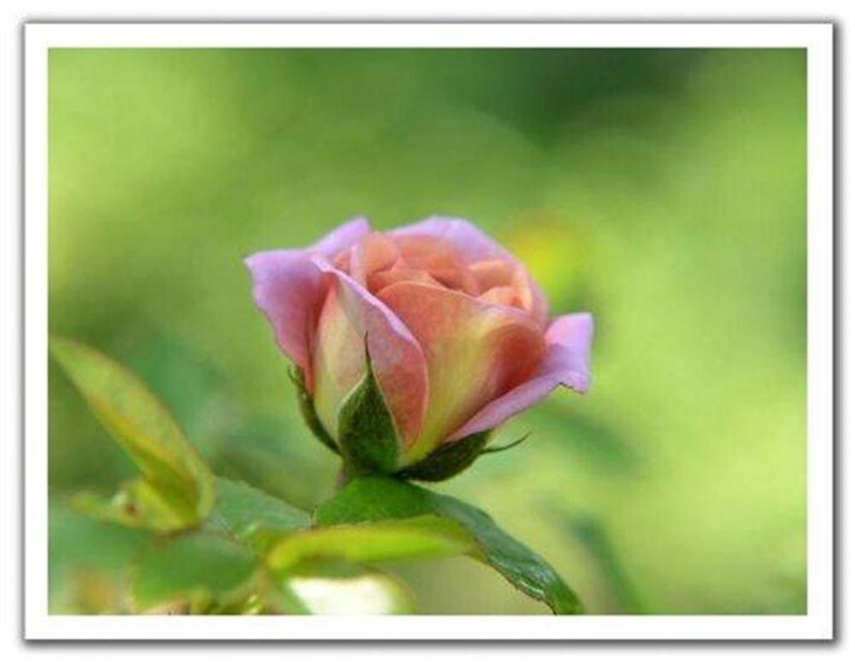 Rosa Ebruli Gül fidanı