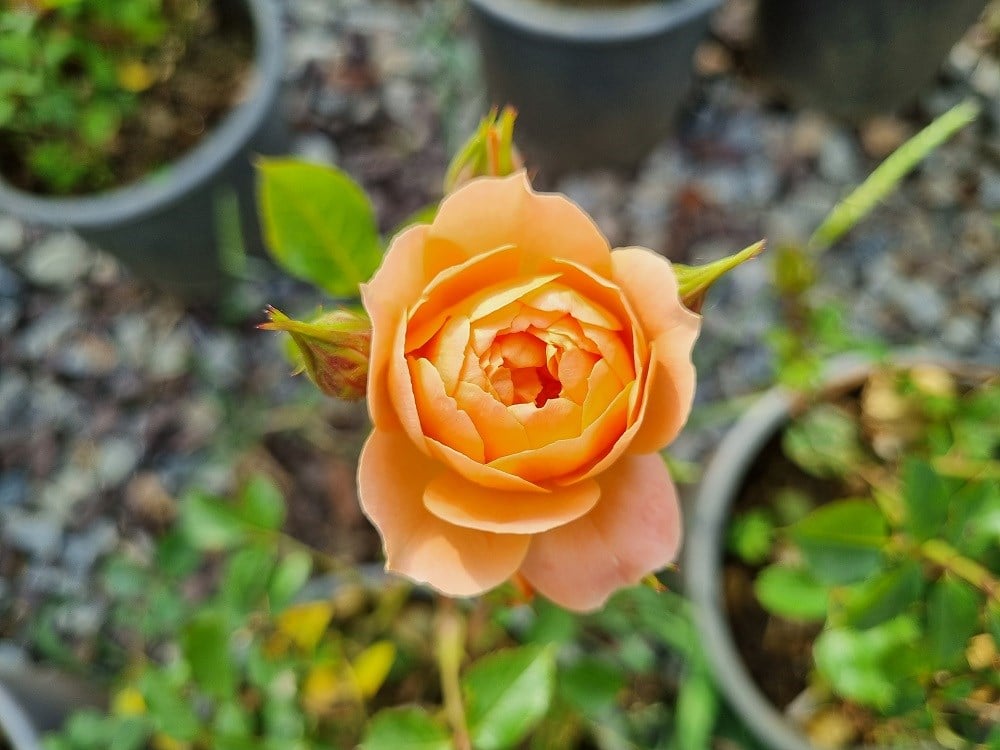 Rosa Fryminicot Somon Bodur Gül fidanı