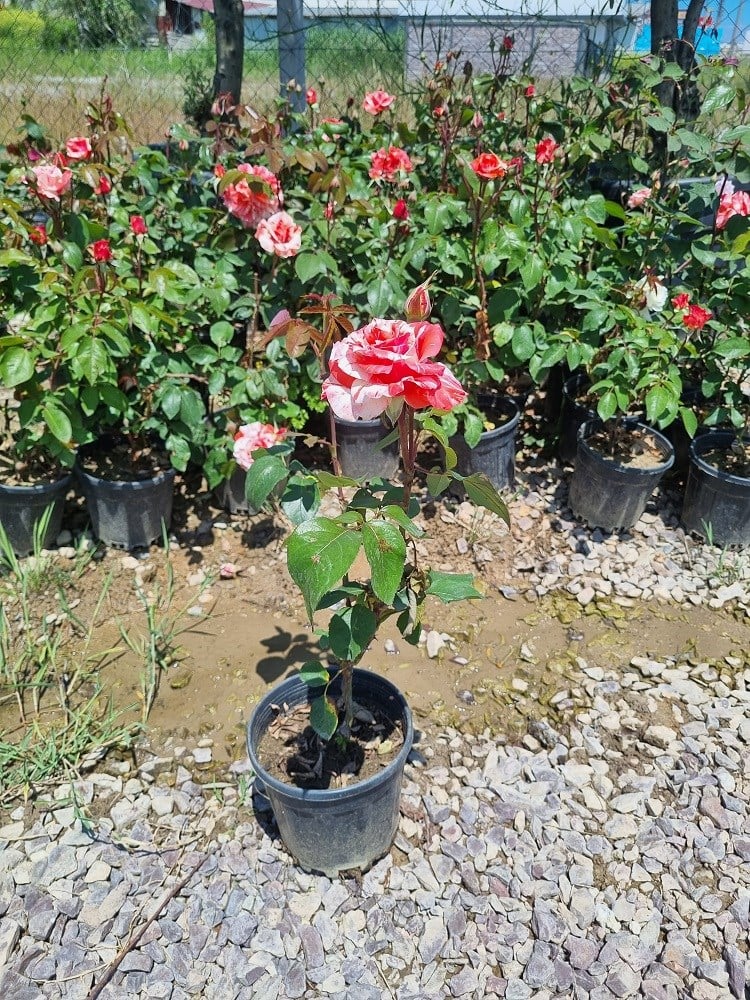 Rosa Henri Matisse Ebruli Gül fidanı