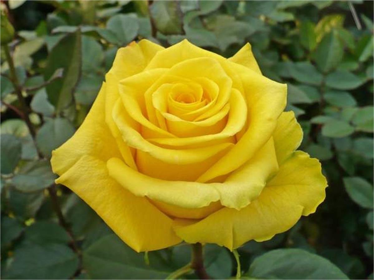 Rosa High yellow Sarı Gül fidanı