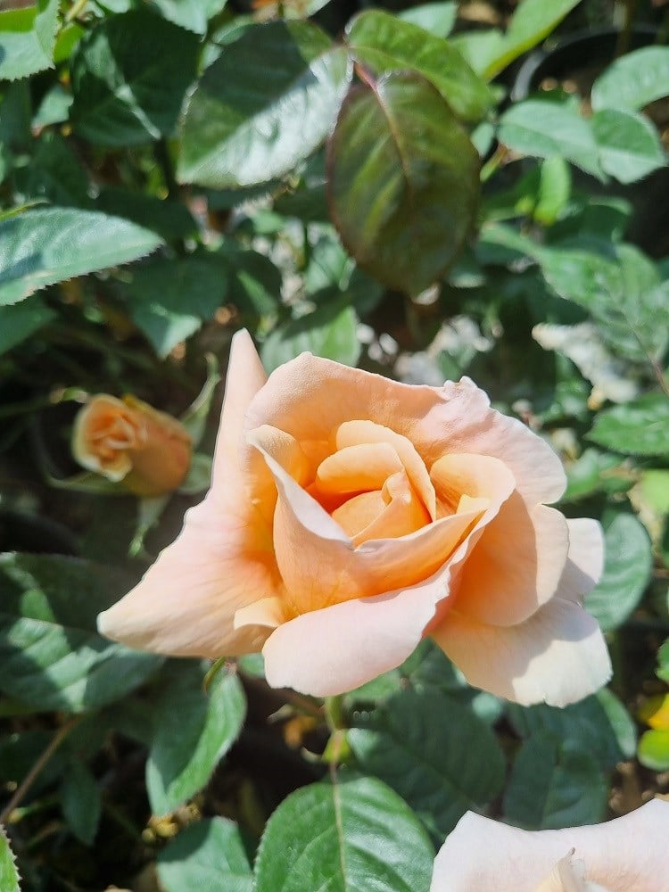 Rosa Just Joey Kavuniçi Gül fidanı