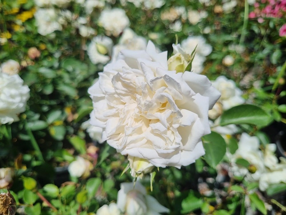 Rosa Katmerli Beyaz Gül fidanı