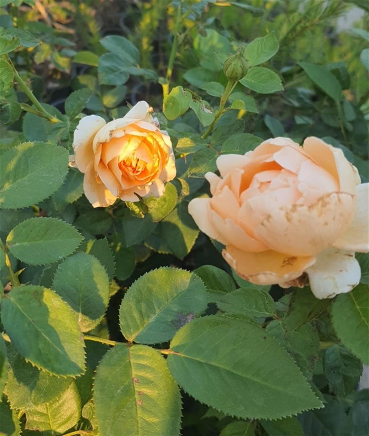 Rosa Kavuniçi Gül fidanı