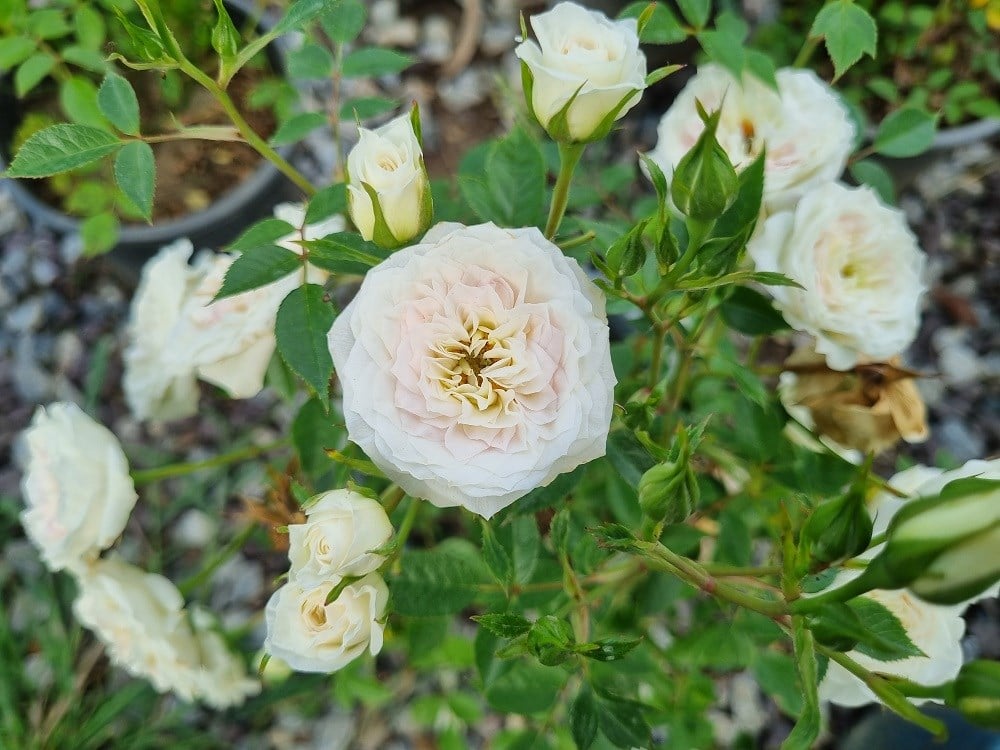 Rosa Little Eskimo Beyaz Bodur Gül fidanı