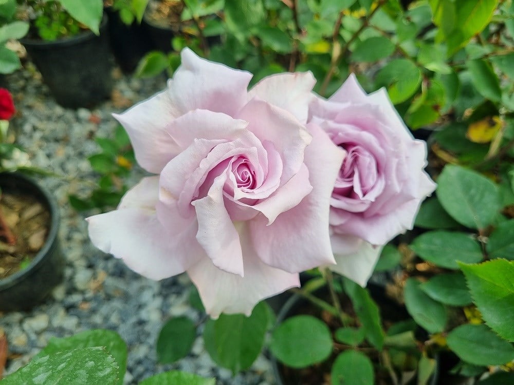 Rosa Mainzer Fastnacht Lila Gül fidanı