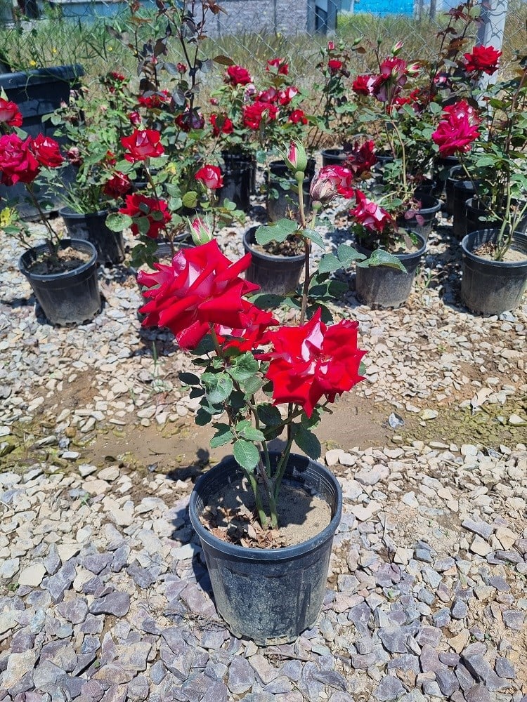 Rosa OSIRIA dubble Gül fidanı
