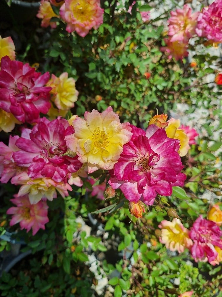 Rosa Rainbow s End Pembe Sarı Bodur Gül fidanı