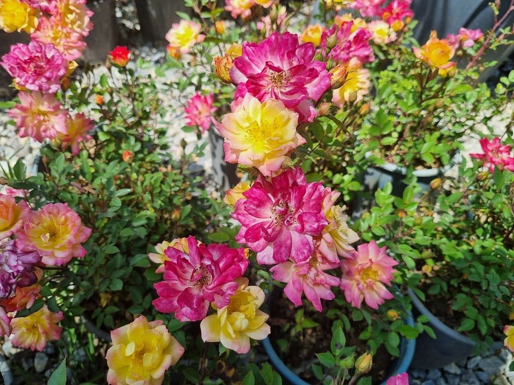 Rosa Rainbow s End Pembe Sarı Bodur Gül fidanı