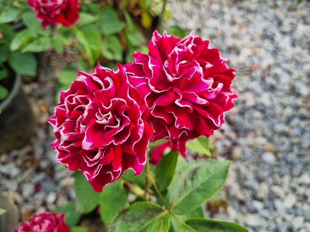 Rosa Roger Lambelin Katmerli Gül fidanı