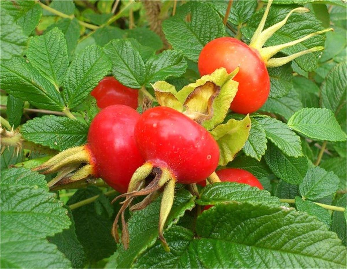 Rosa rugosa Yediveren Kuşburnu fidanı