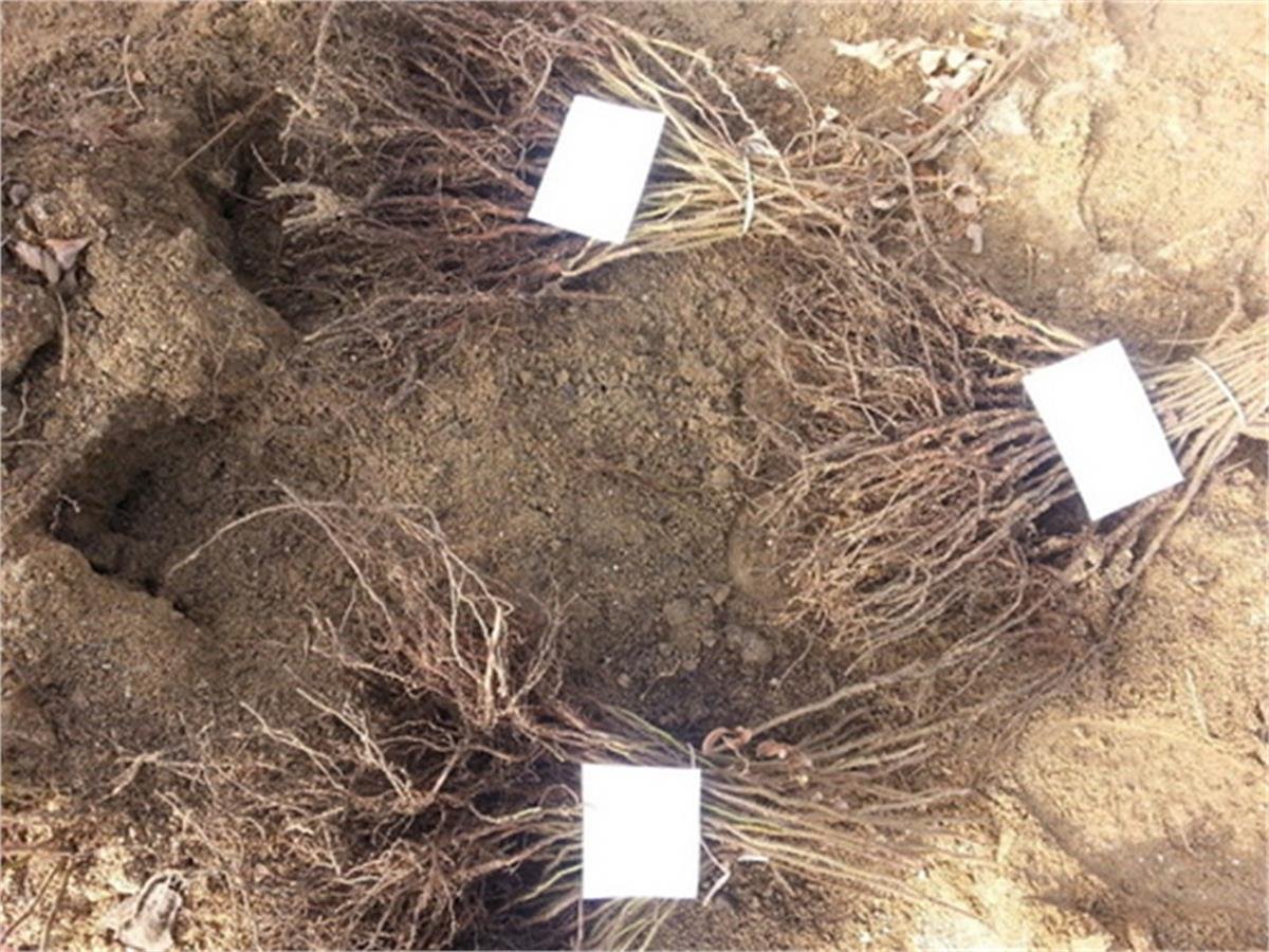 Rosa rugosa Yediveren Kuşburnu fidanı