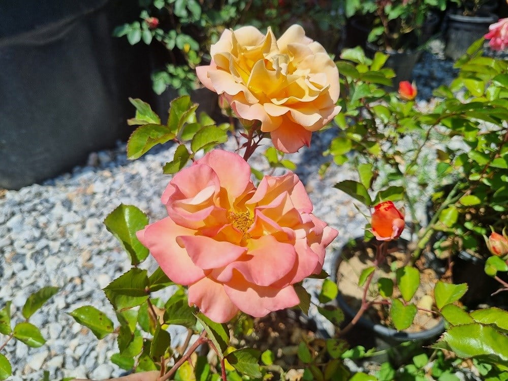 Rosa Southampton Somon Gül fidanı