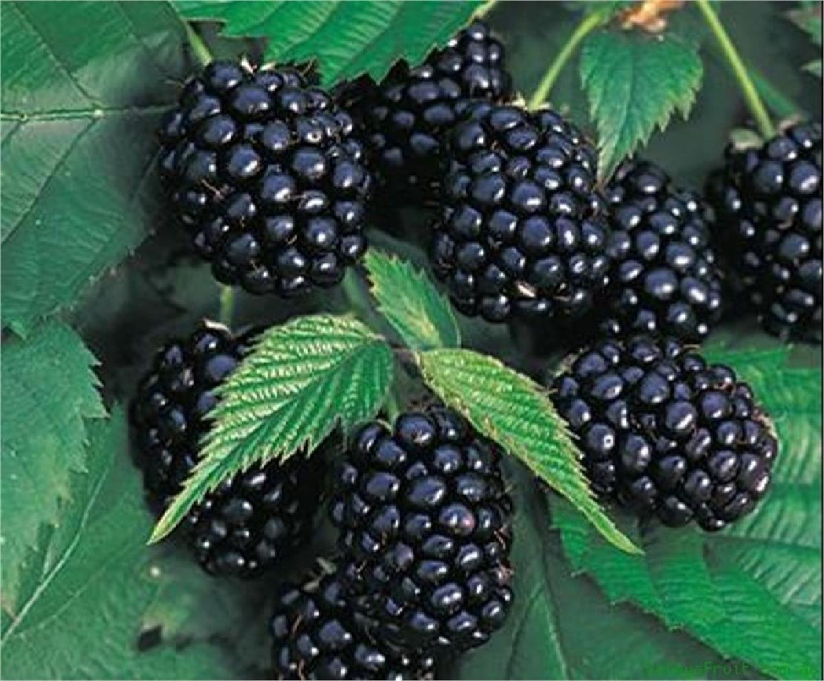 Rubus fruticosa Chester Dikensiz İri Böğürtlen fidanı