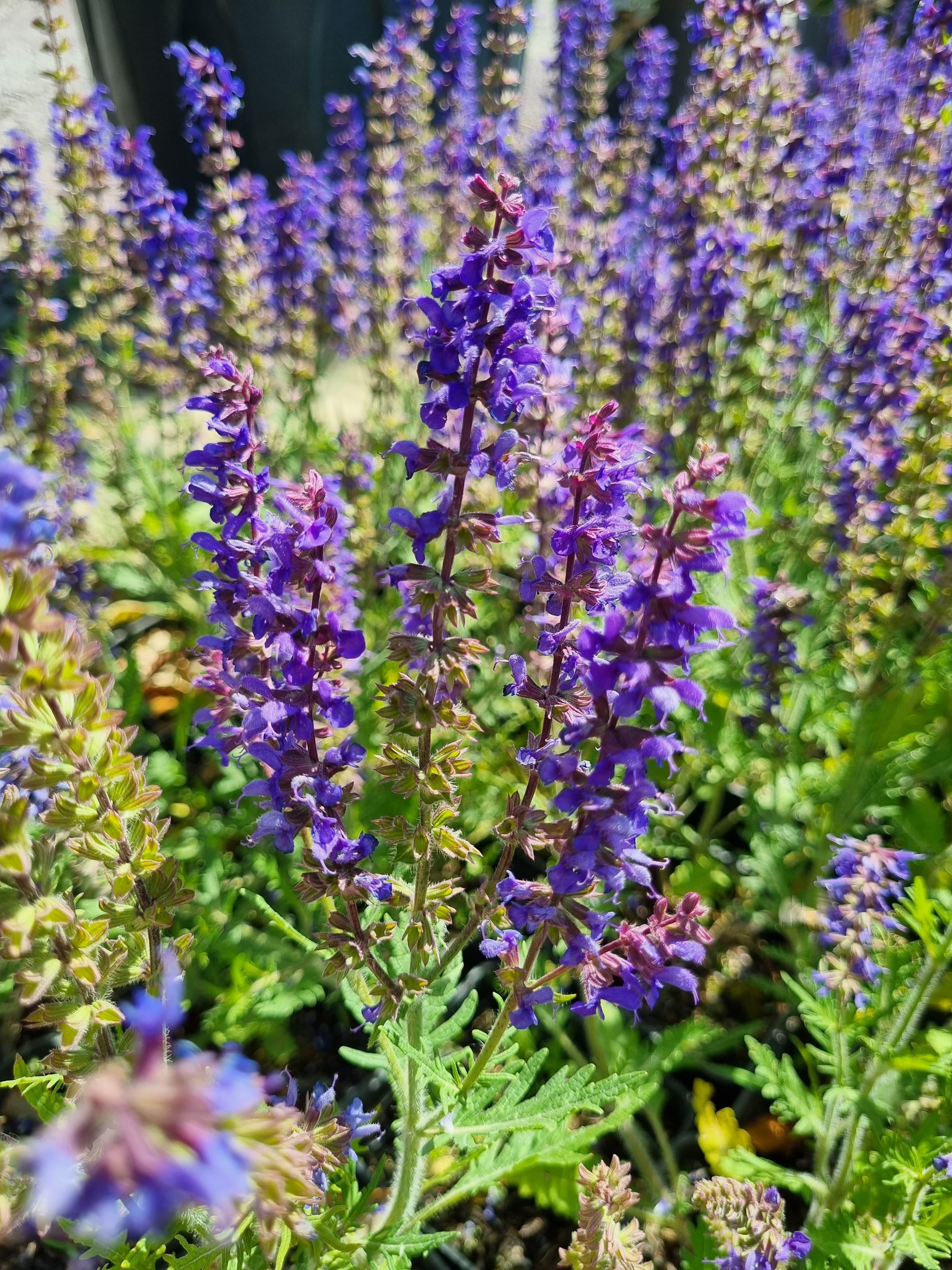 Salvia jurisicii Carina Yugoslav adaçayı fidesi