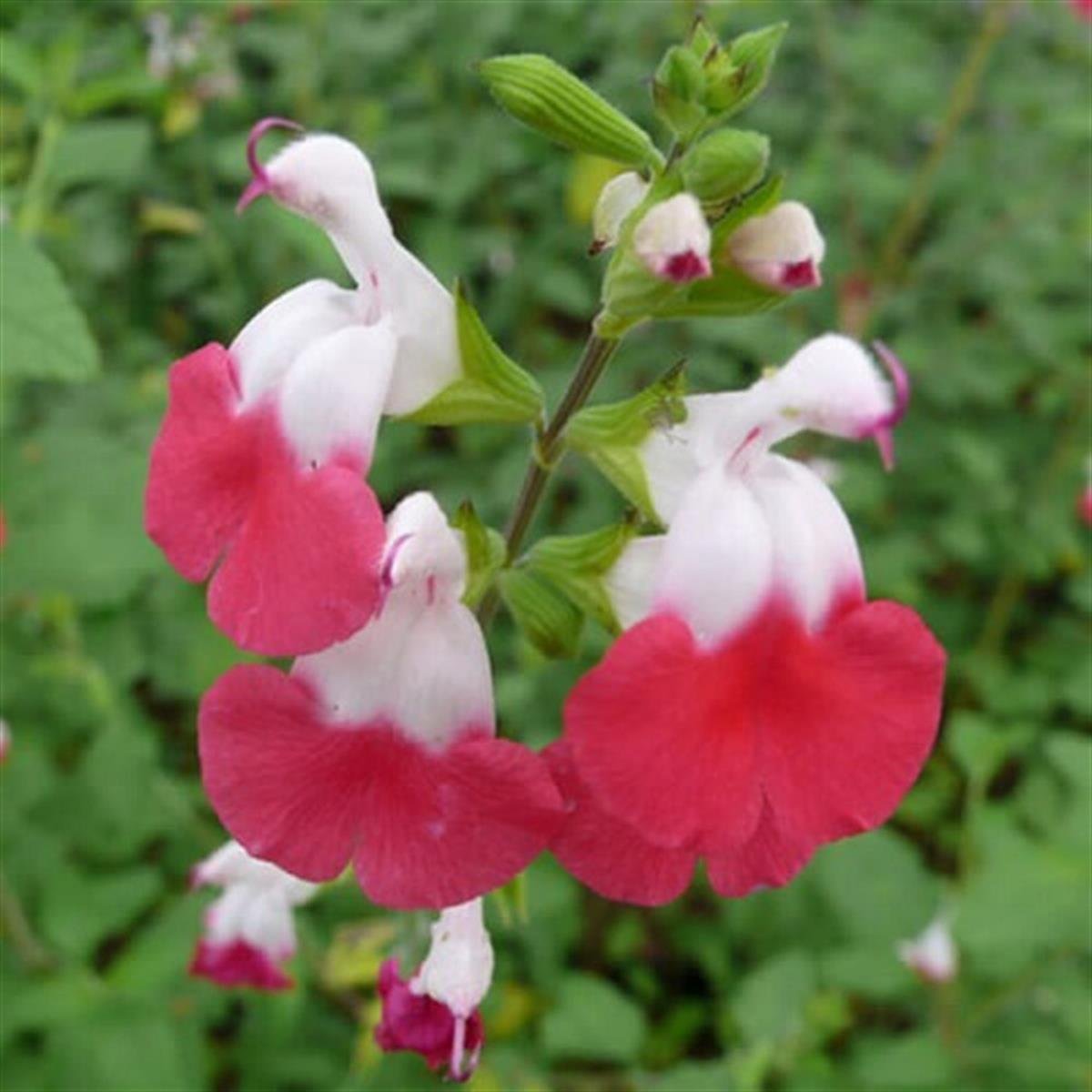 Salvia microphylla Hot Lips Bebek Adaçayı fidanı