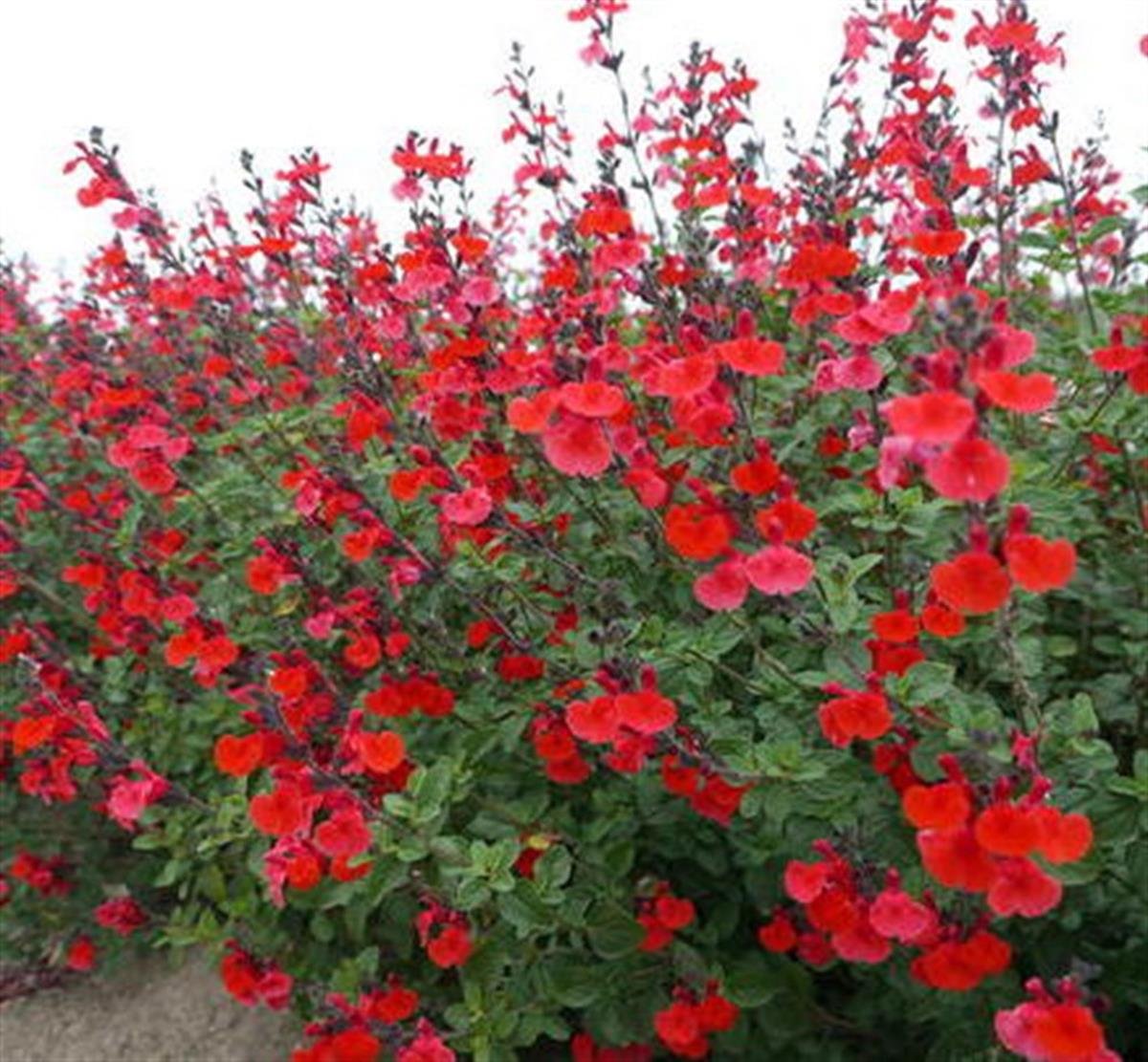 Salvia microphylla Royal bumble Bebek adaçayı fidanı