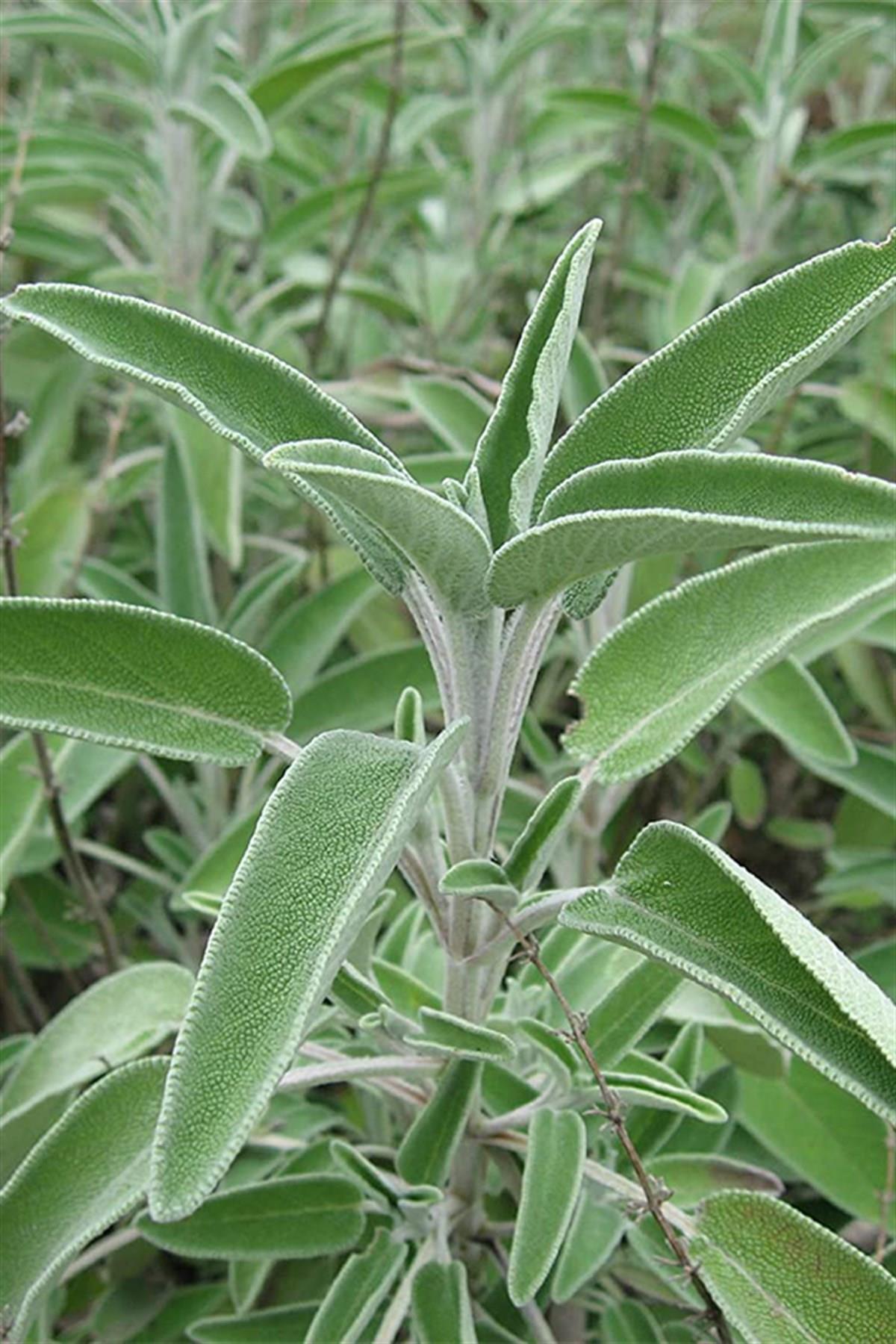 Salvia officinalis Tıbbi Adaçayı fidanılı