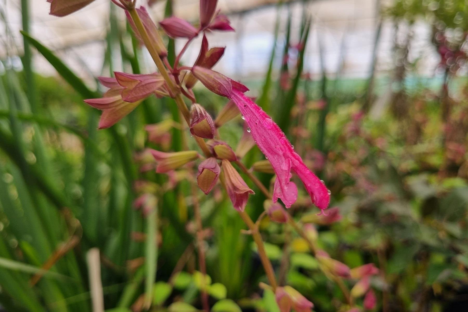 Salvia salmia