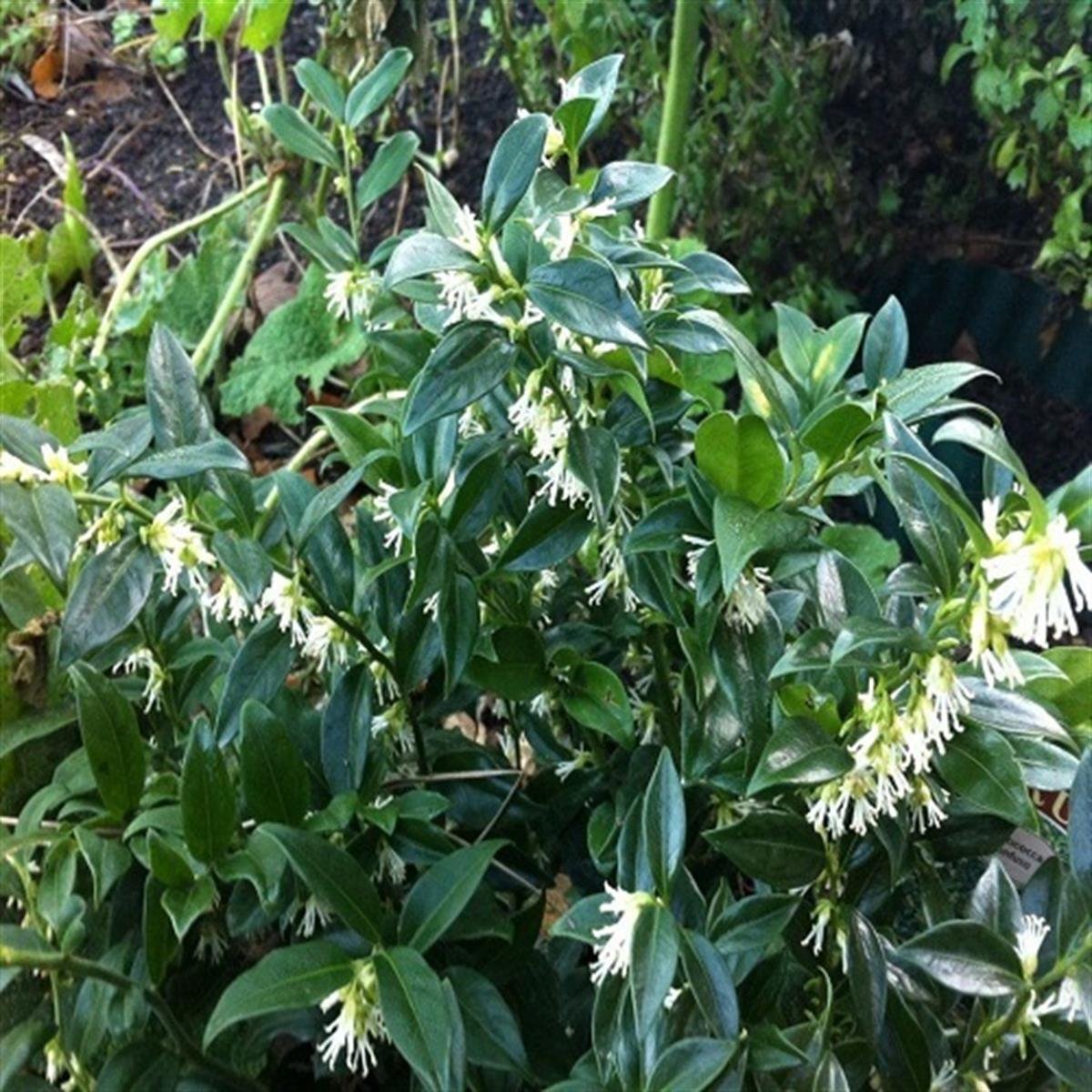 Sarcococca confusa parfüm kutusu fidesi