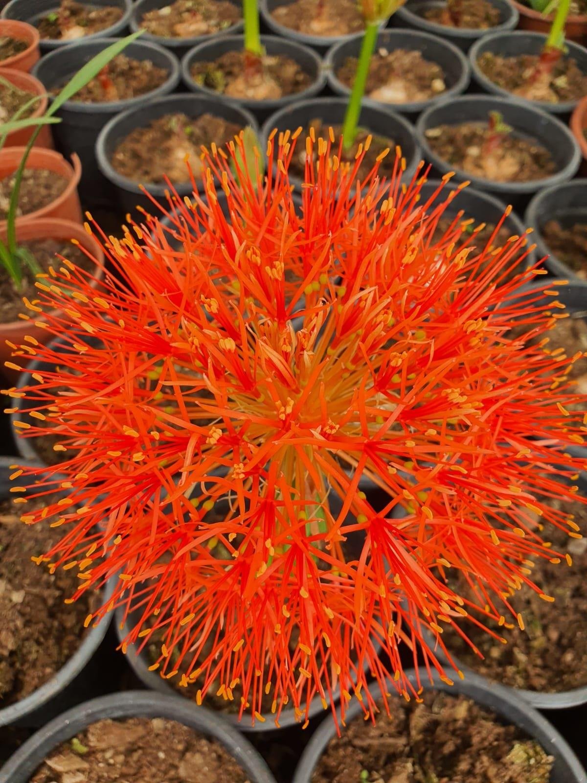 Scadoxus multiflorus (=Haemanthus multiflorus)