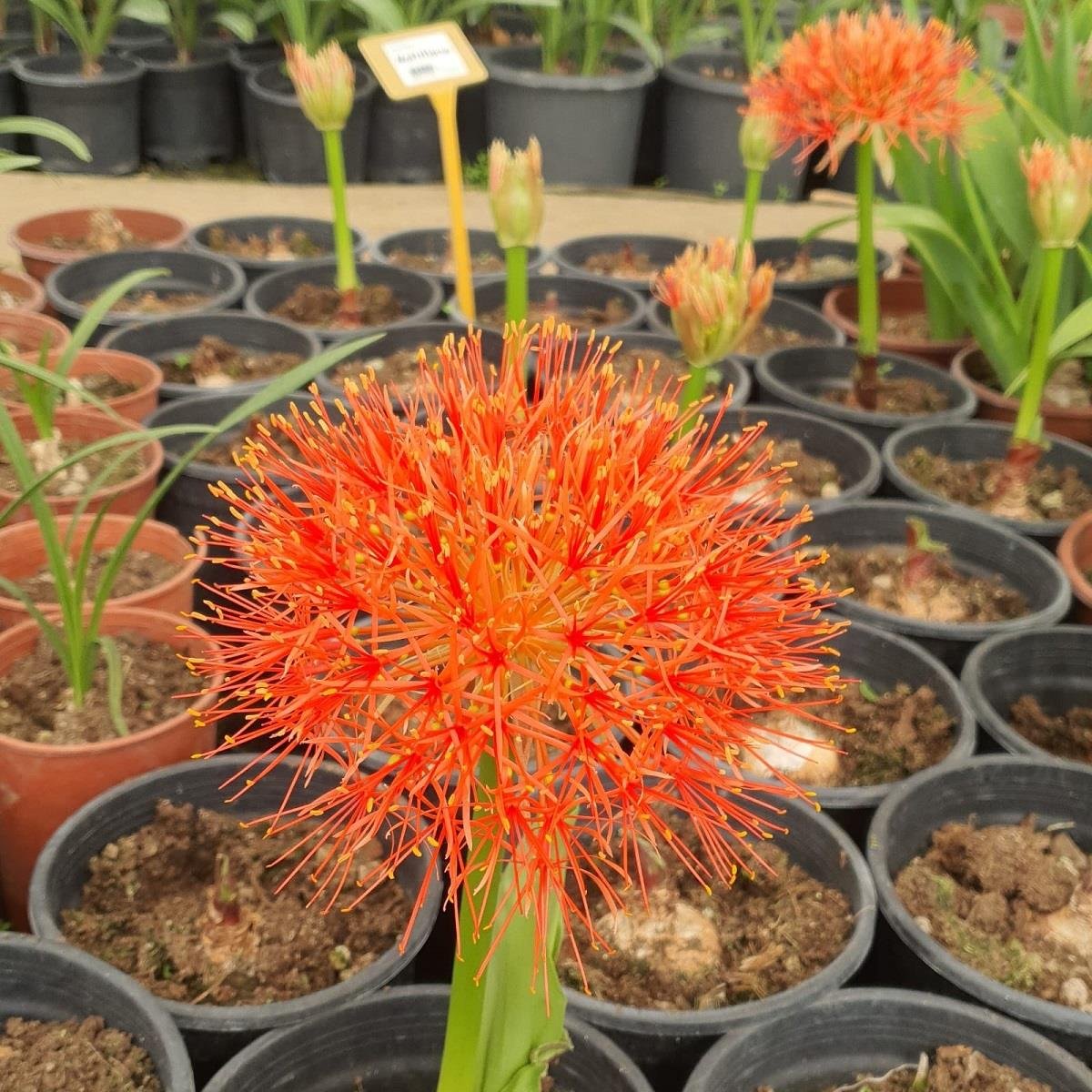 Scadoxus multiflorus (=Haemanthus multiflorus)
