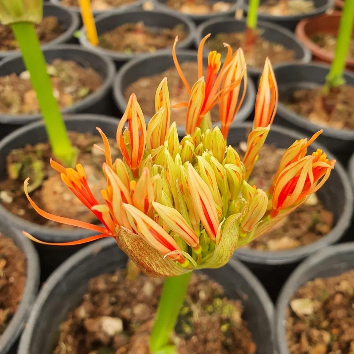 Scadoxus multiflorus (=Haemanthus multiflorus)