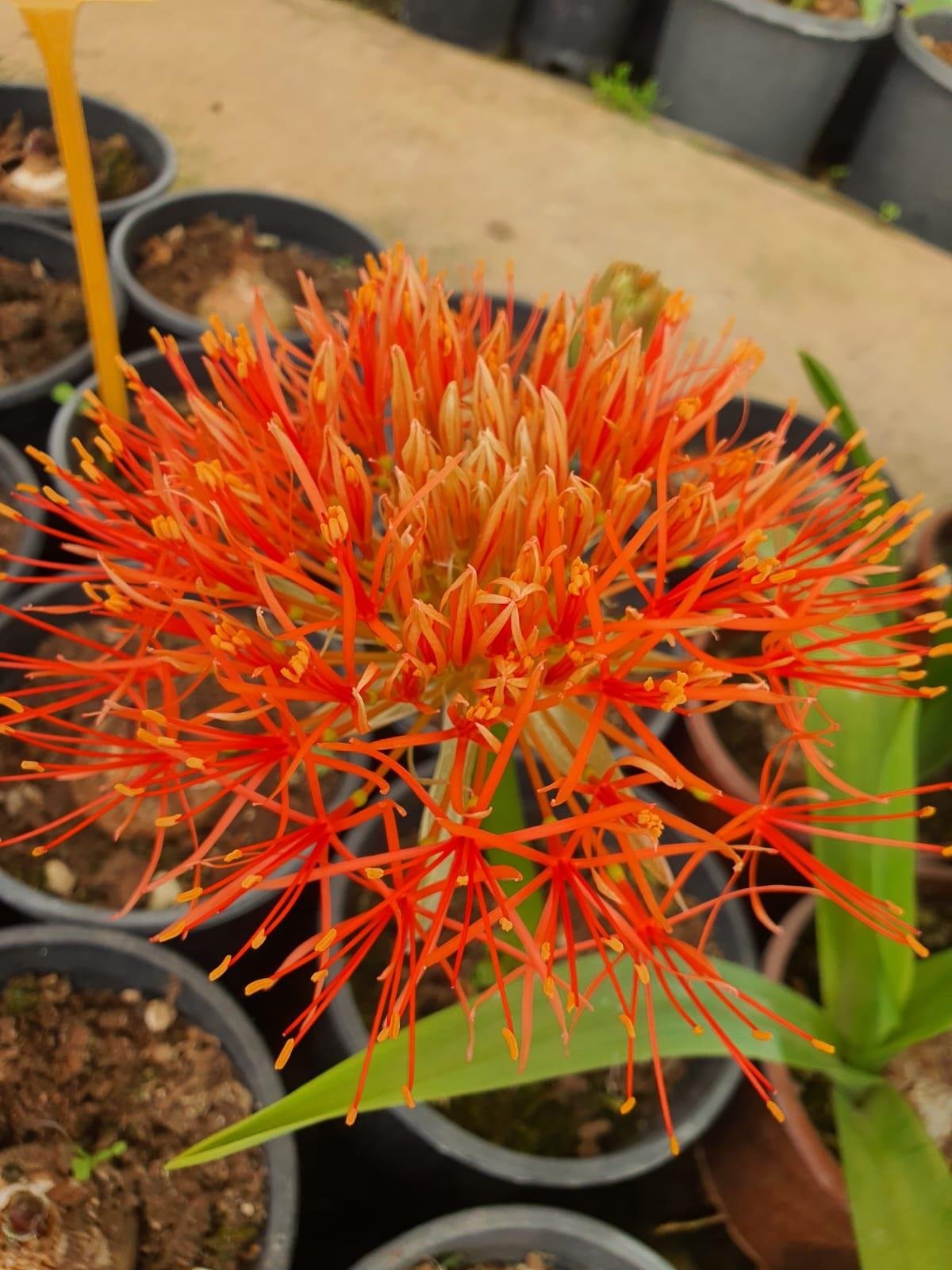 Scadoxus multiflorus (=Haemanthus multiflorus)