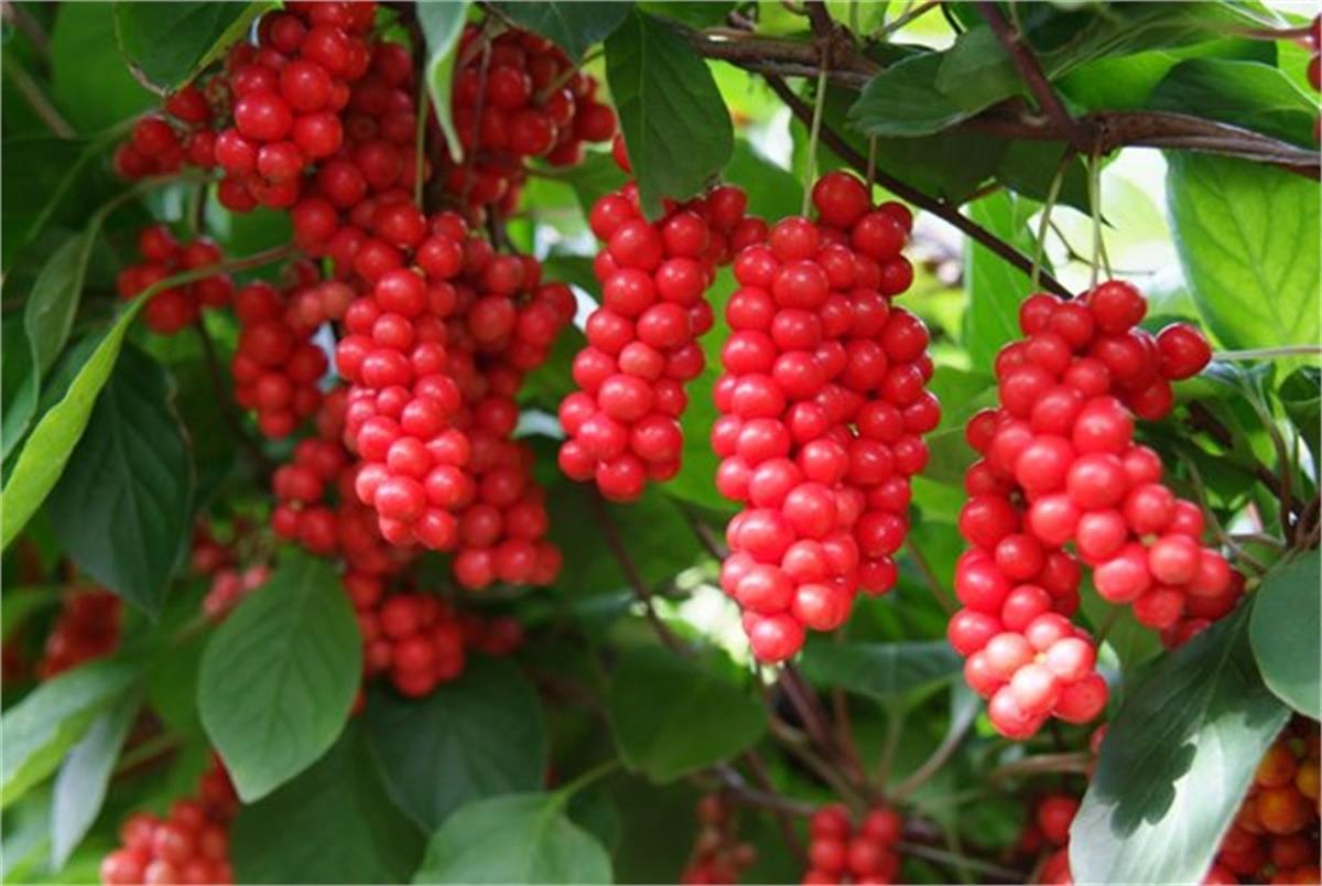 Schisandra chinensis şizandra üzümü fidanı