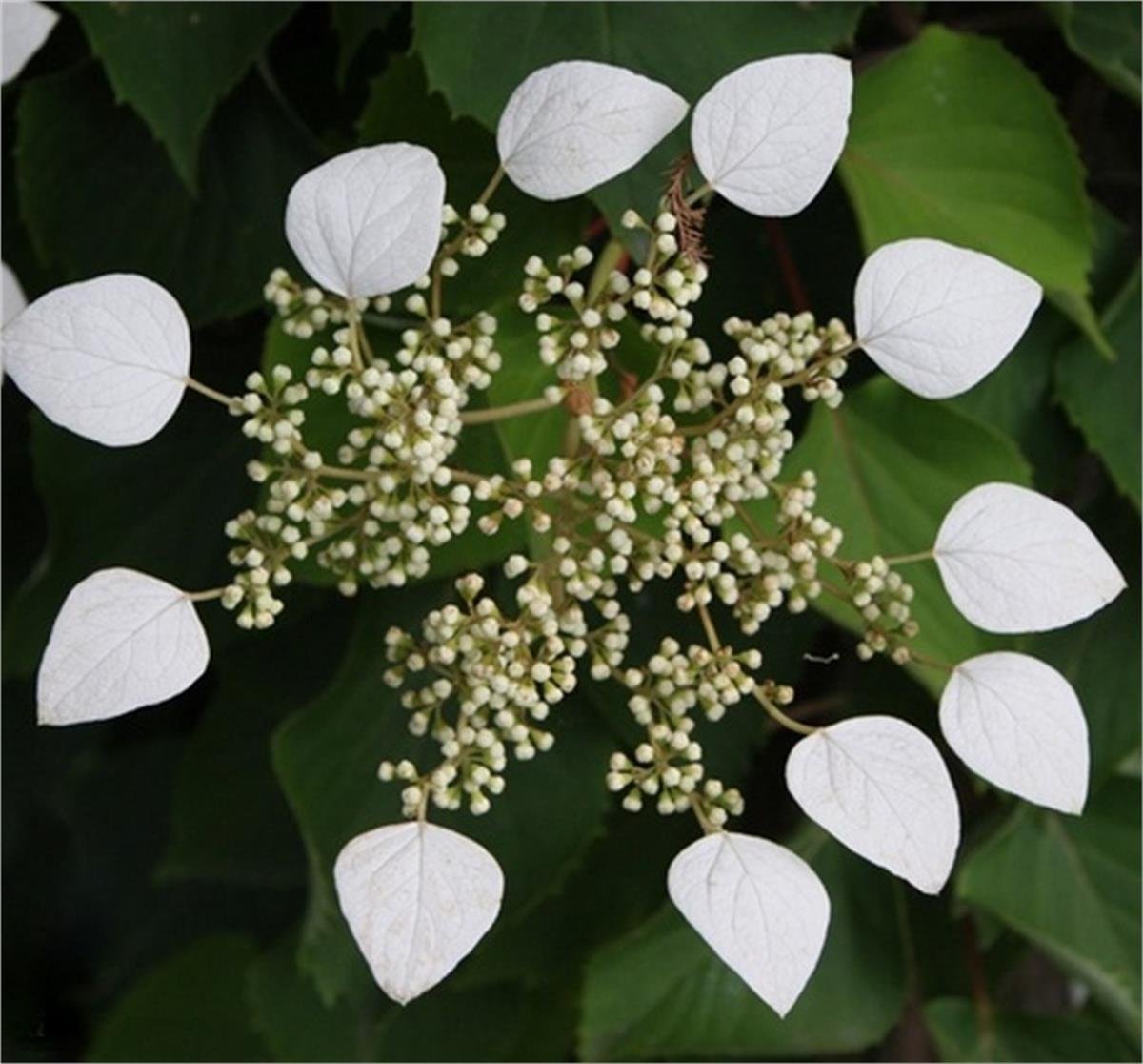 Schizophragma hydr. moonlight Beyaz Japon sarmaşık ortanca fidanı