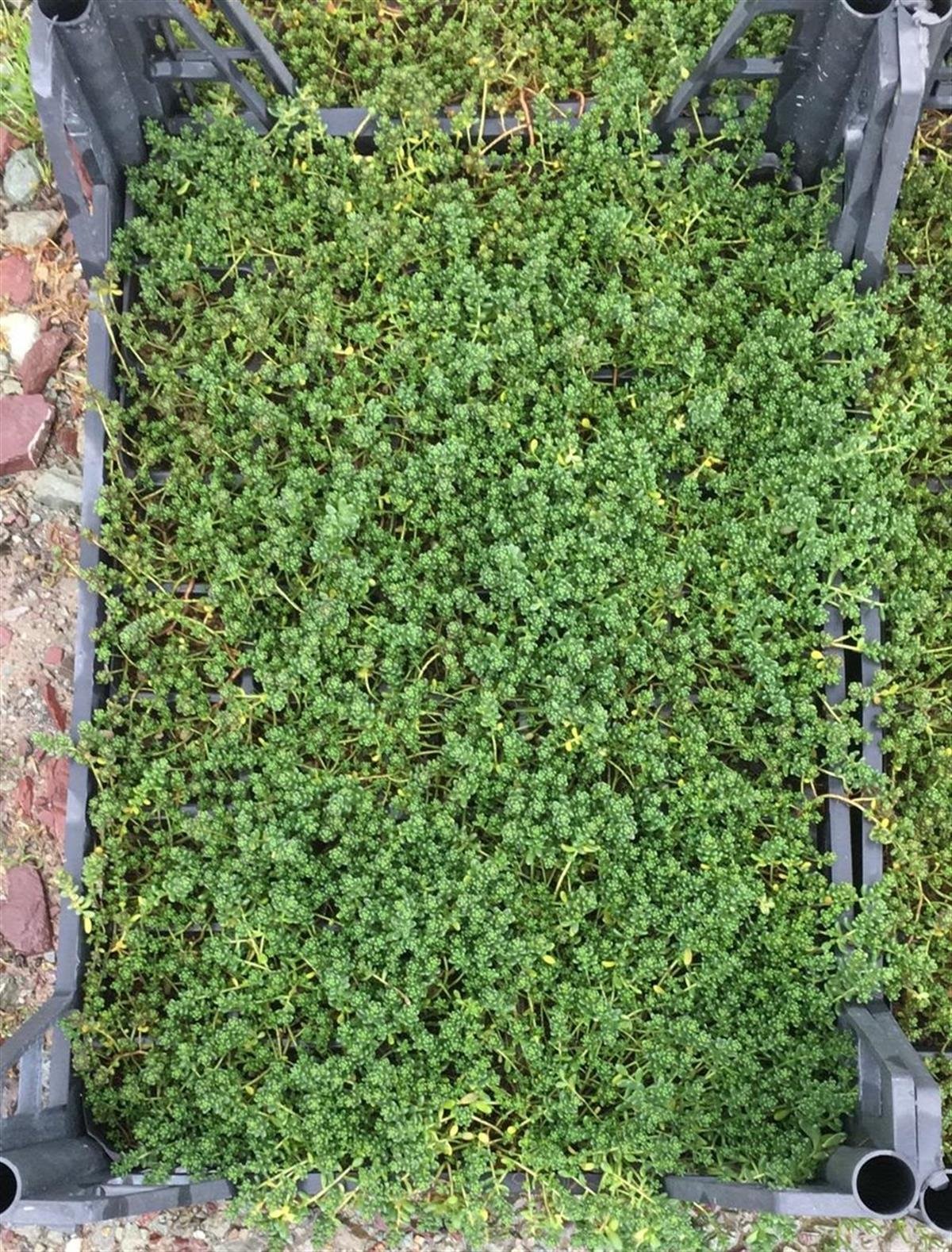 Sedum album Dam koruğu fidesi