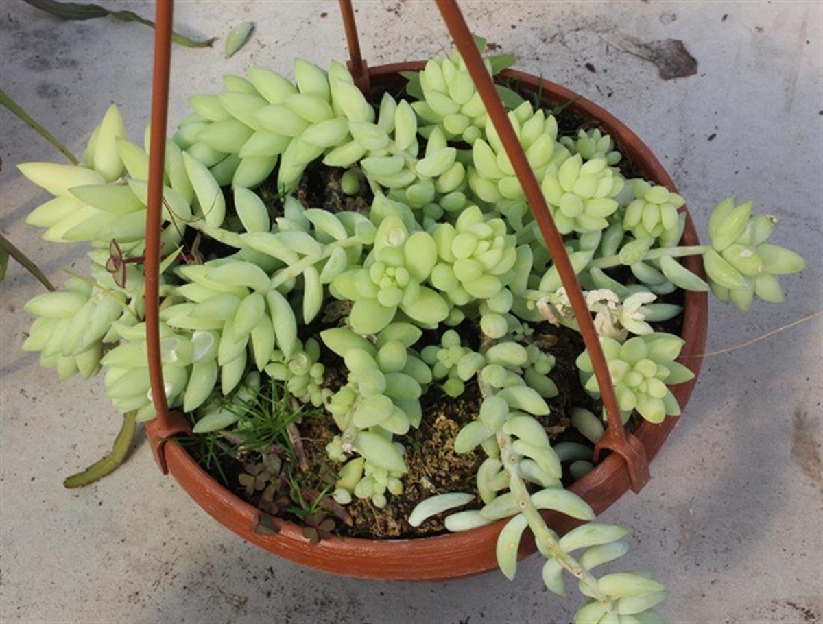 Sedum burrito Maymun Kuyruğu