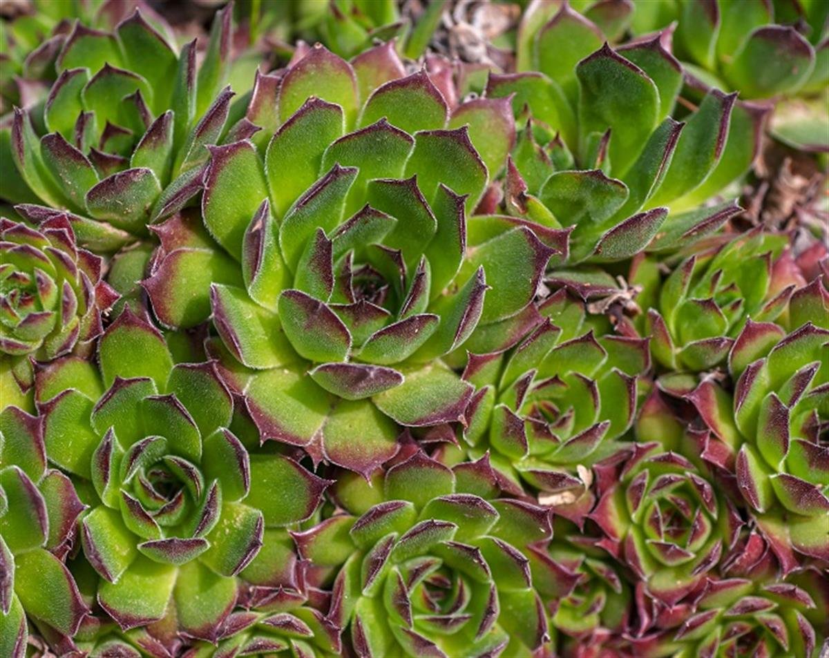 Sempervivum sukulent