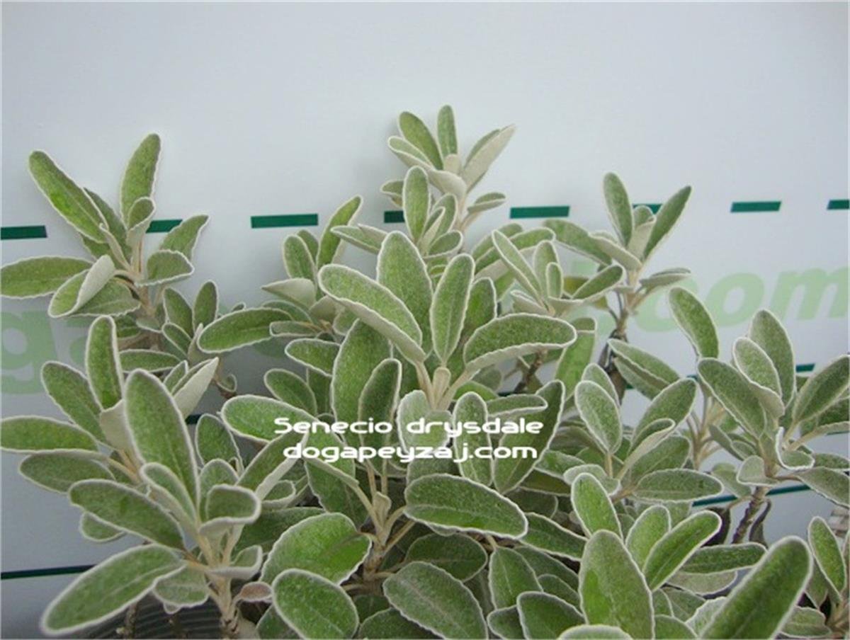Senecio drysdale Oval bahçe külü kül çiçeği fidanı