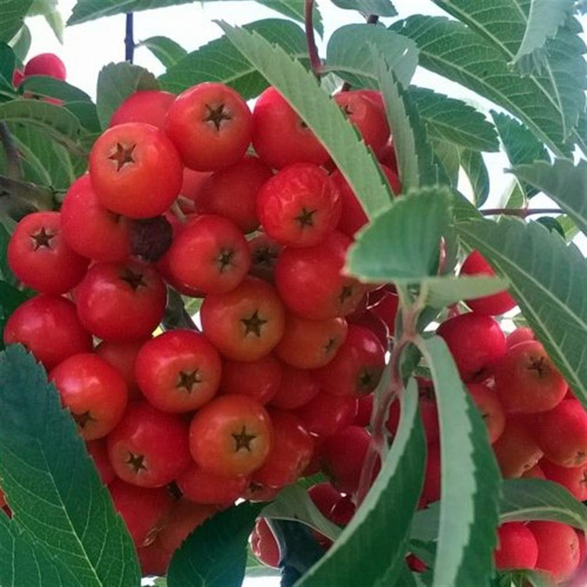 Sorbus aucuparia Kuş Üvezi fidanı