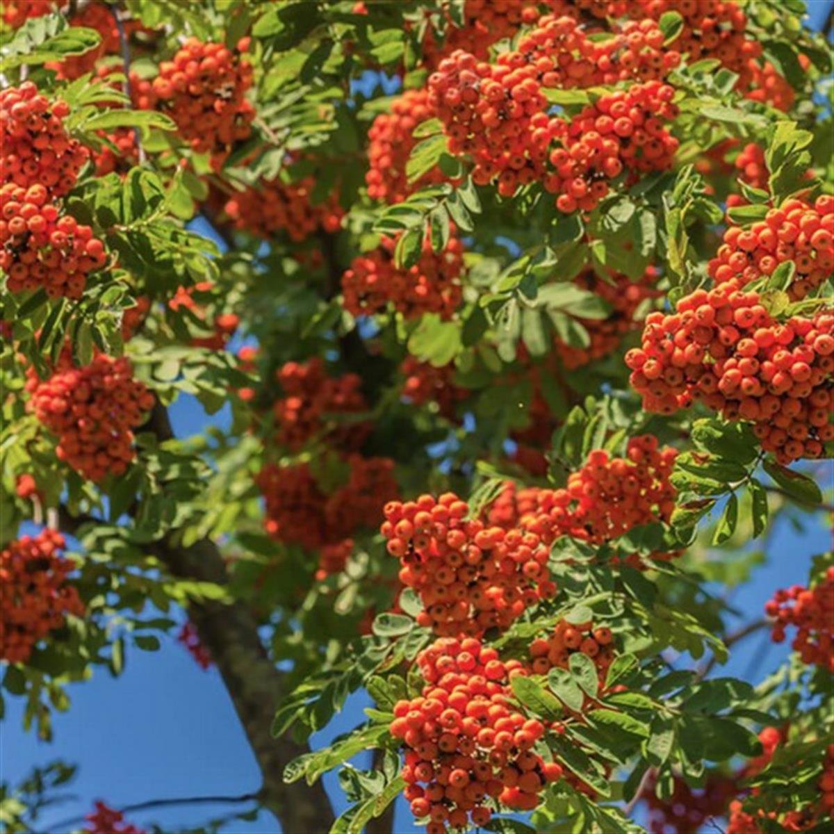 Sorbus aucuparia Kuş Üvezi fidanı