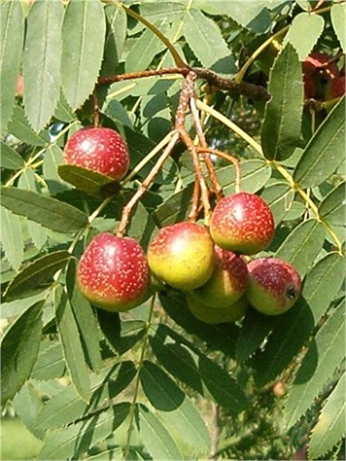 Sorbus domestica ÜVEZ fidanı