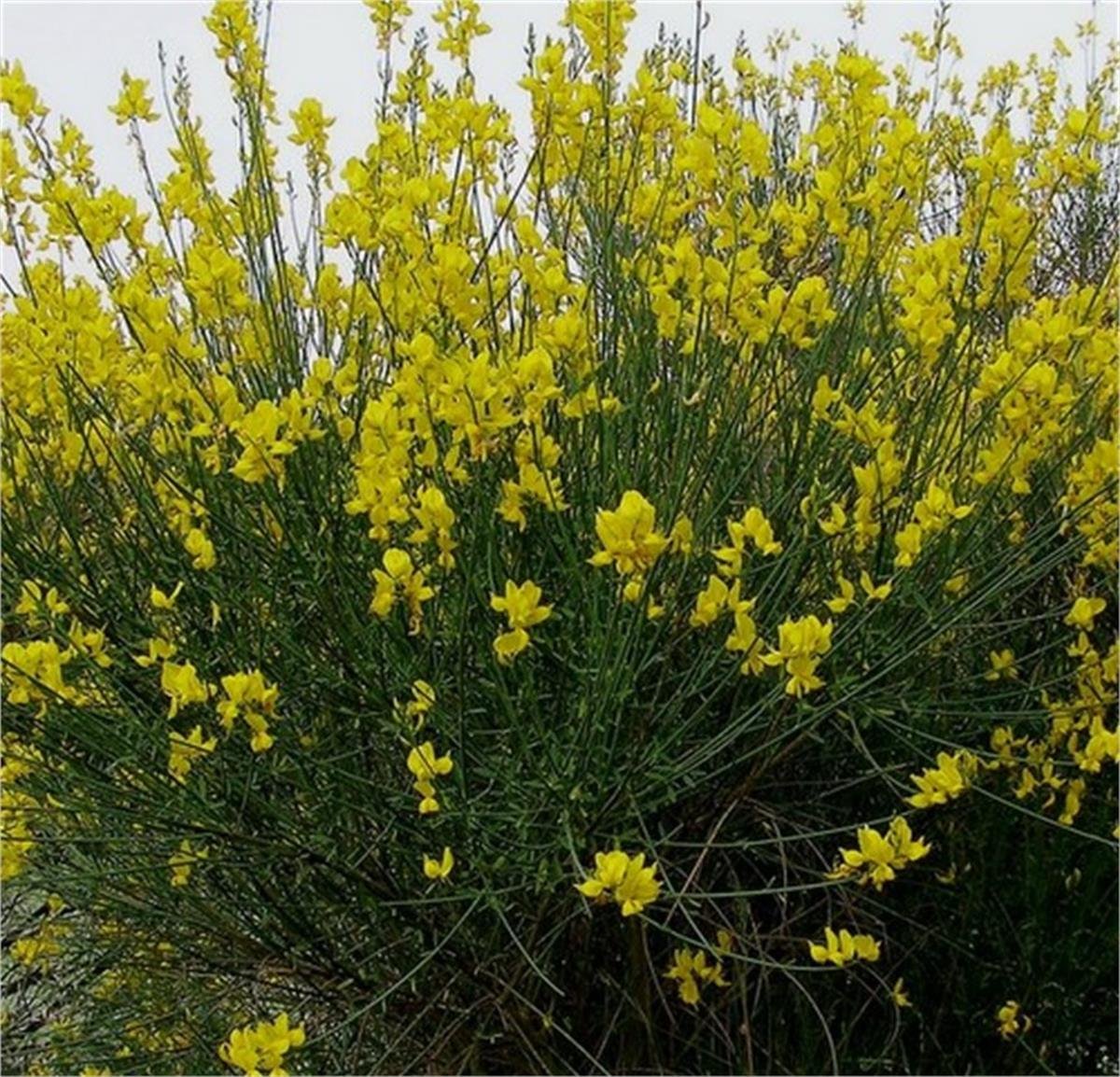 Spartium junceum Katır kuyruğu katır tırnağı fidan