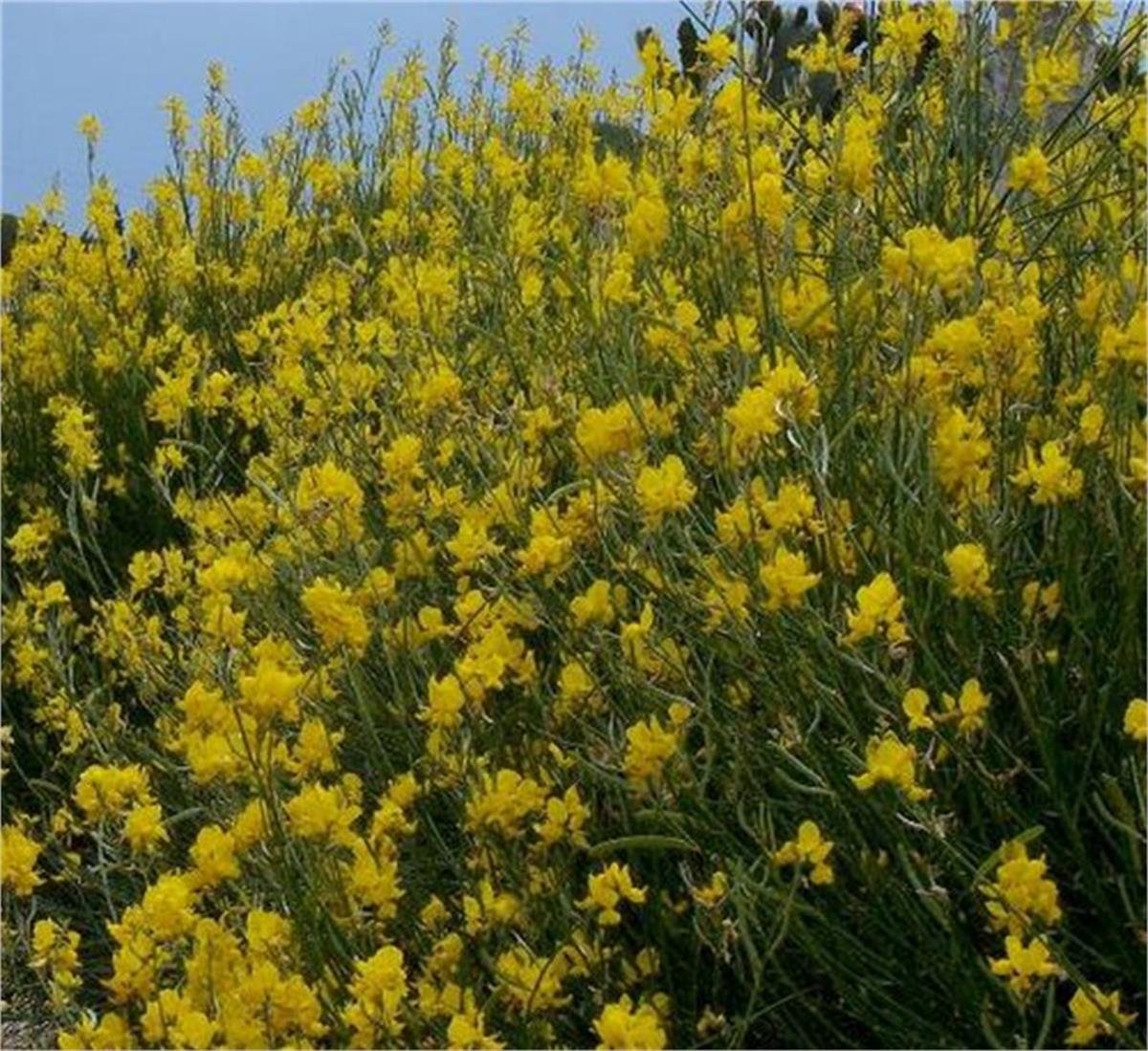 Spartium junceum Katır kuyruğu katır tırnağı fidan