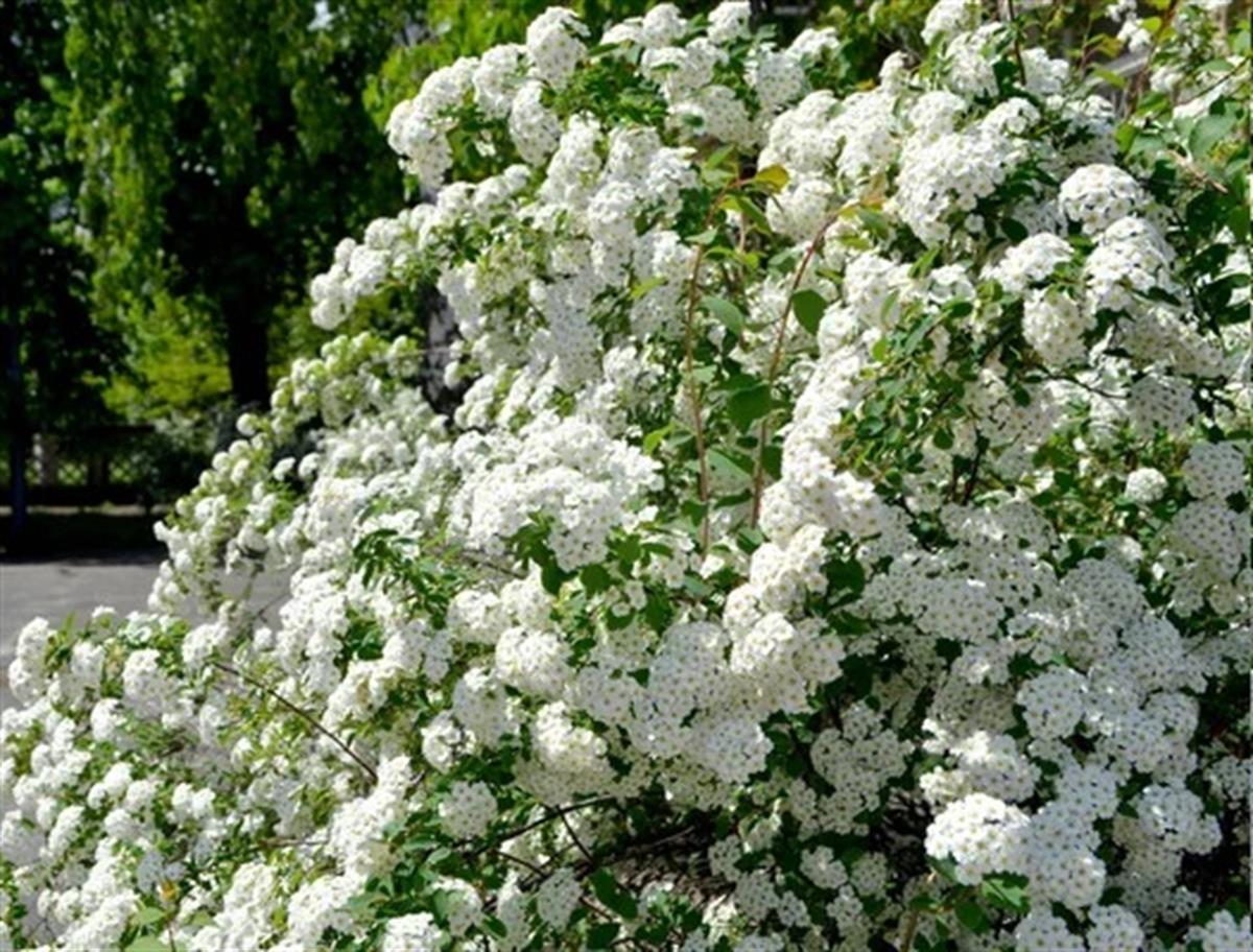 Spirea vanhouttei İspirya fidanı