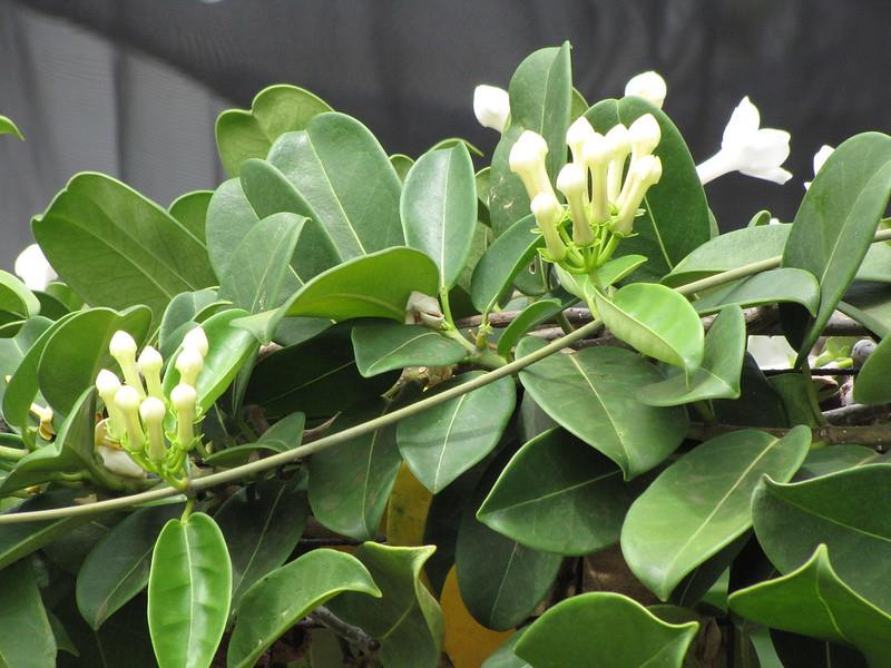 Stephanotis floribunda Madagaskar Yasemini fidanı